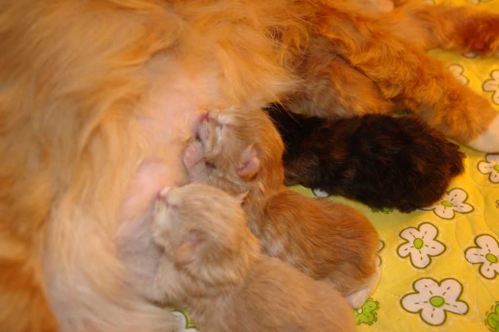 Выделения у кошки после родов