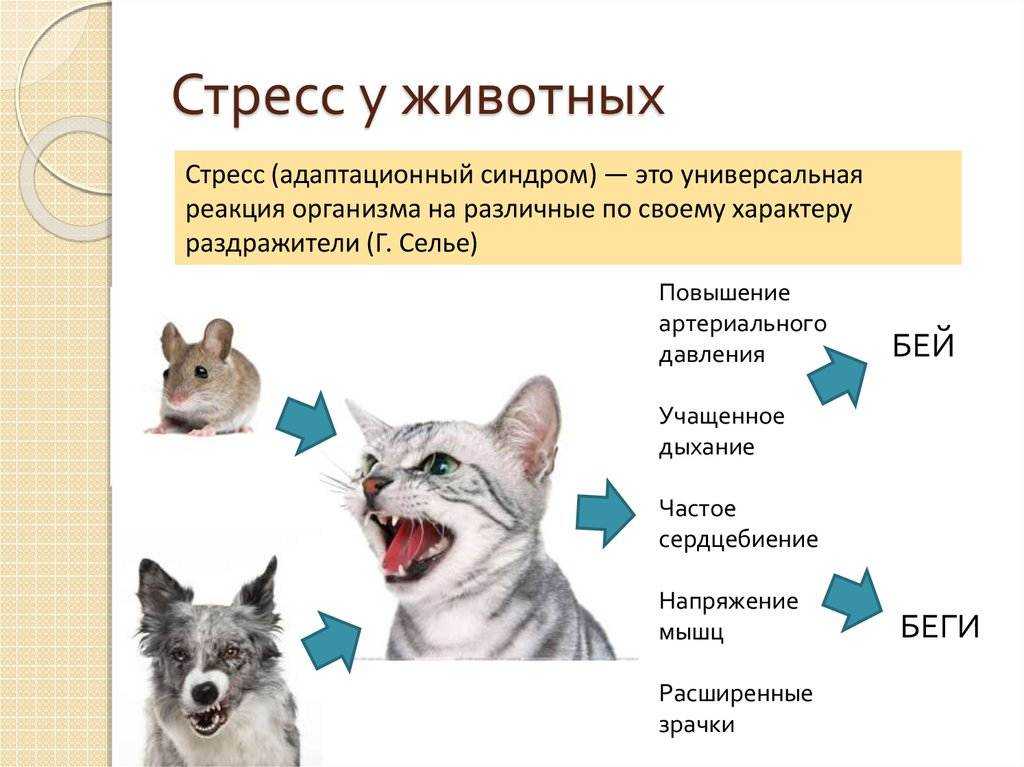 Кома у кошек - причины и симптомы патологии | ваши питомцы