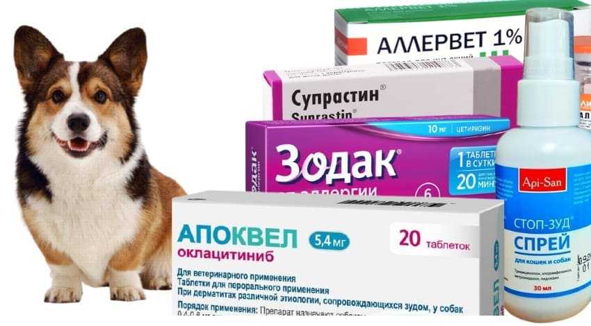 Аллергия у собак: диагностика и лечение | dogkind.ru