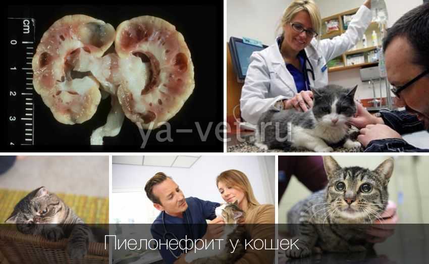 Почечная недостаточность у кошки: симптомы, лечение и признаки