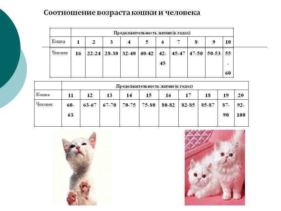 Как определить возраст котенка: по внешнему виду, телосложению, весу, зубам и поведению