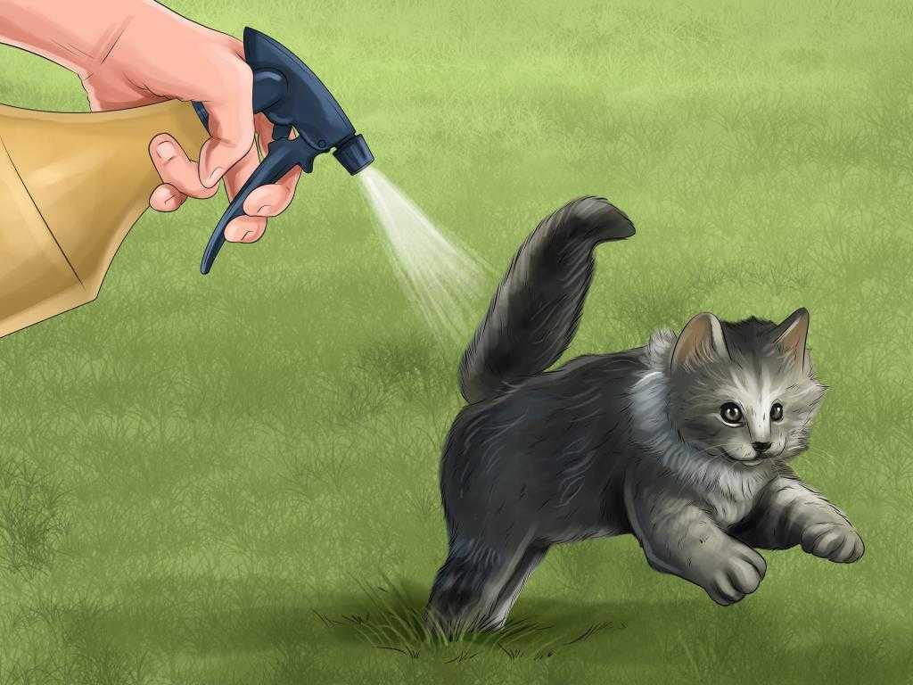 Как воспитать кота, перевоспитать кошку, правильное воспитание котенка