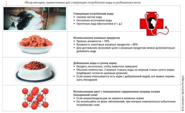 Натуральное питание для кошей при мочекаменной болезни