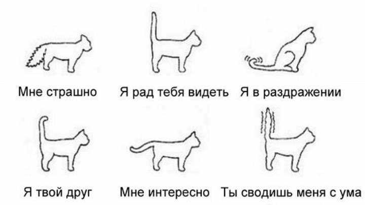 Как распознать невроз у кошек? - кот, пёс и я