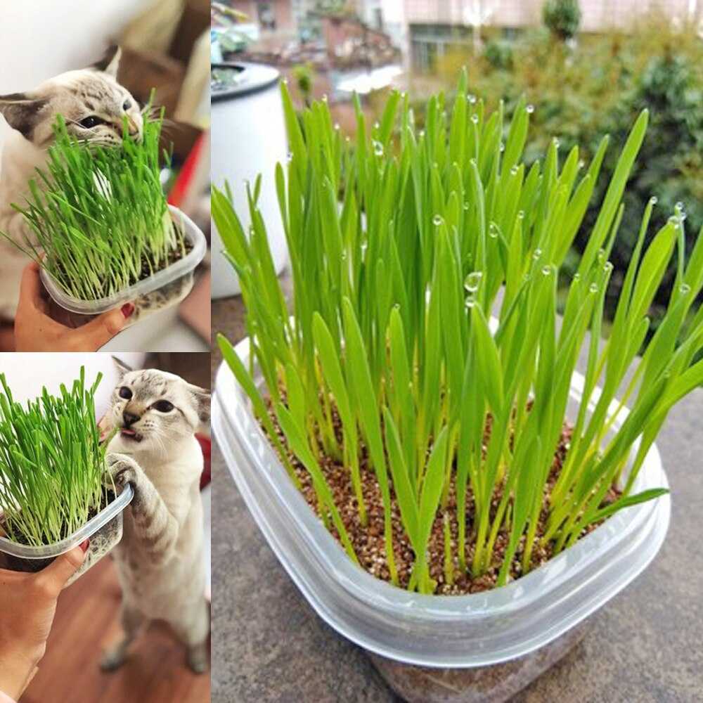 Какую траву любят кошки