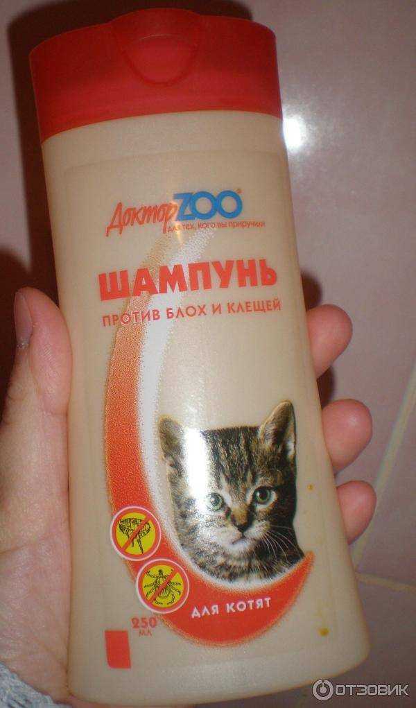 Шампунь против блох для кошек и котят (1,2 месяца) — как подбирать?