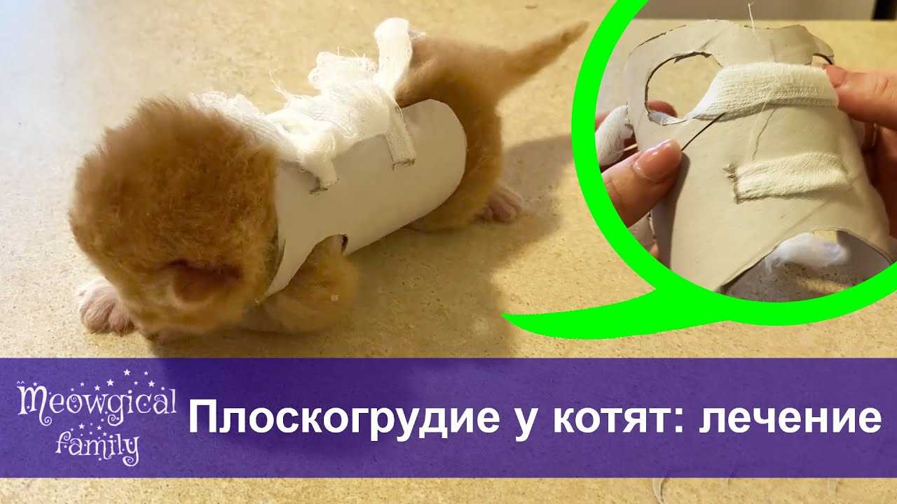 Синдром плавательного щенка - причины, симптомы и лечение