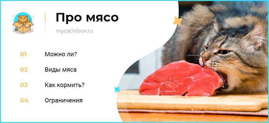 Как ест кошка: интересные факты | звери дома