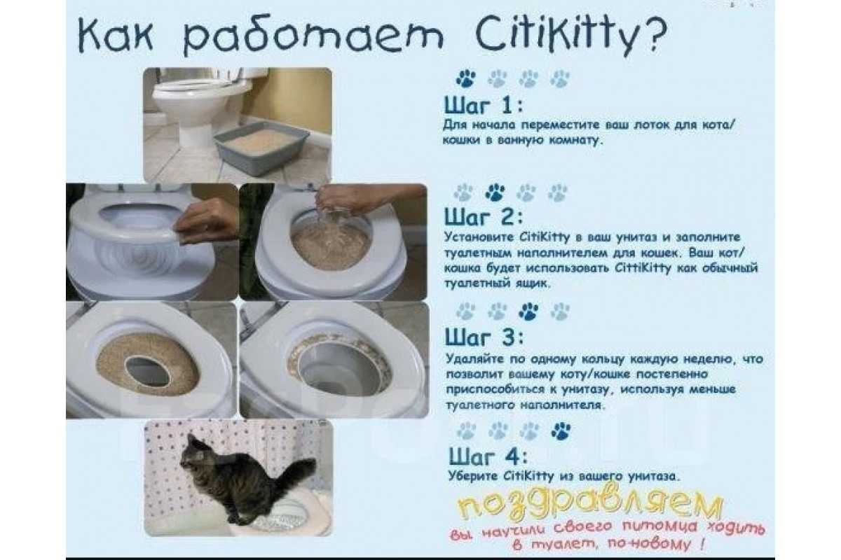 Как приучить кошку или котенка к лотку