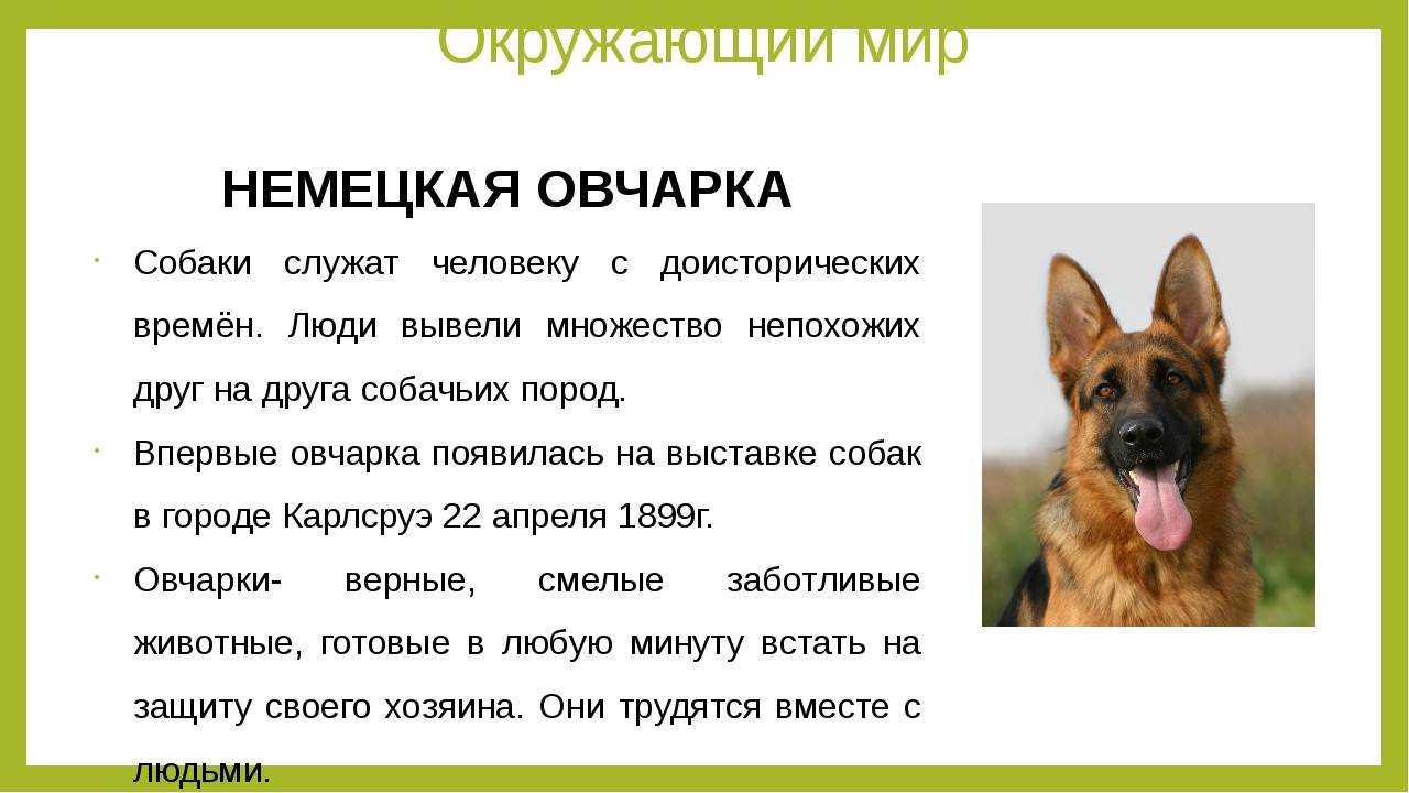 Собака французская овчарка босерон: описание породы и характер