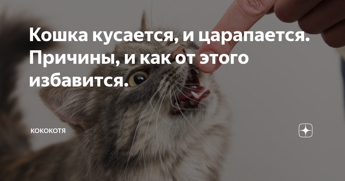 Как отучить кота кусаться
