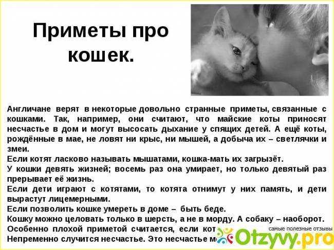 Кошка бросила котят: что делать с малышами? - блог о животных - zoo-pet.ru
