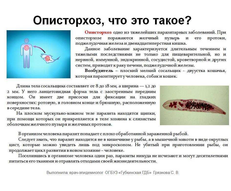 Кошачья двуустка (сосальщик): строение, распространение, симптомы и лечение