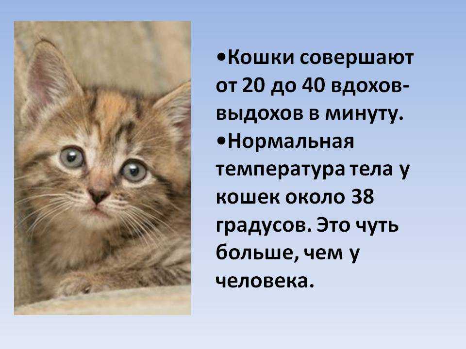 Температура у кошки