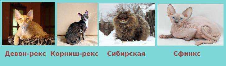 Гипоаллергенные кошки: миф или реальность? | ваши питомцы