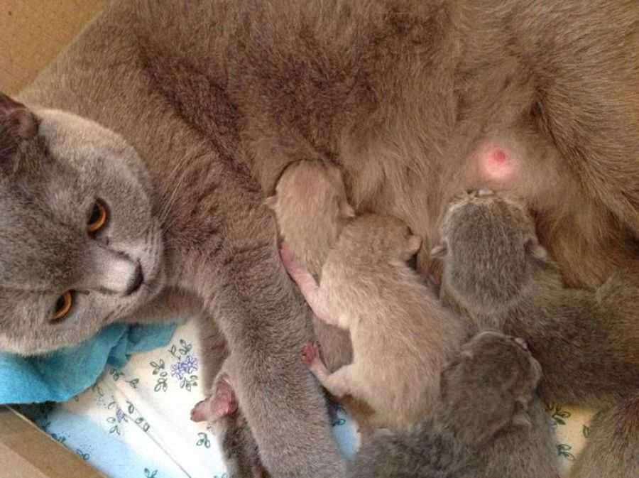 Кошка кормит котят