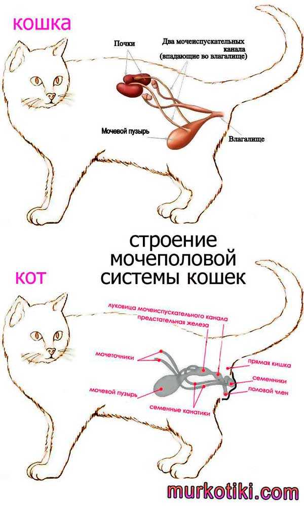 Почему кошка не ходит в туалет и стоит ли опасаться