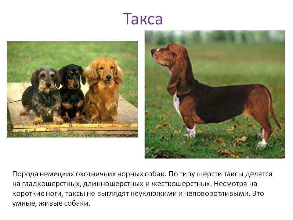 Русская пегая гончая: характер, уход и содержание собаки