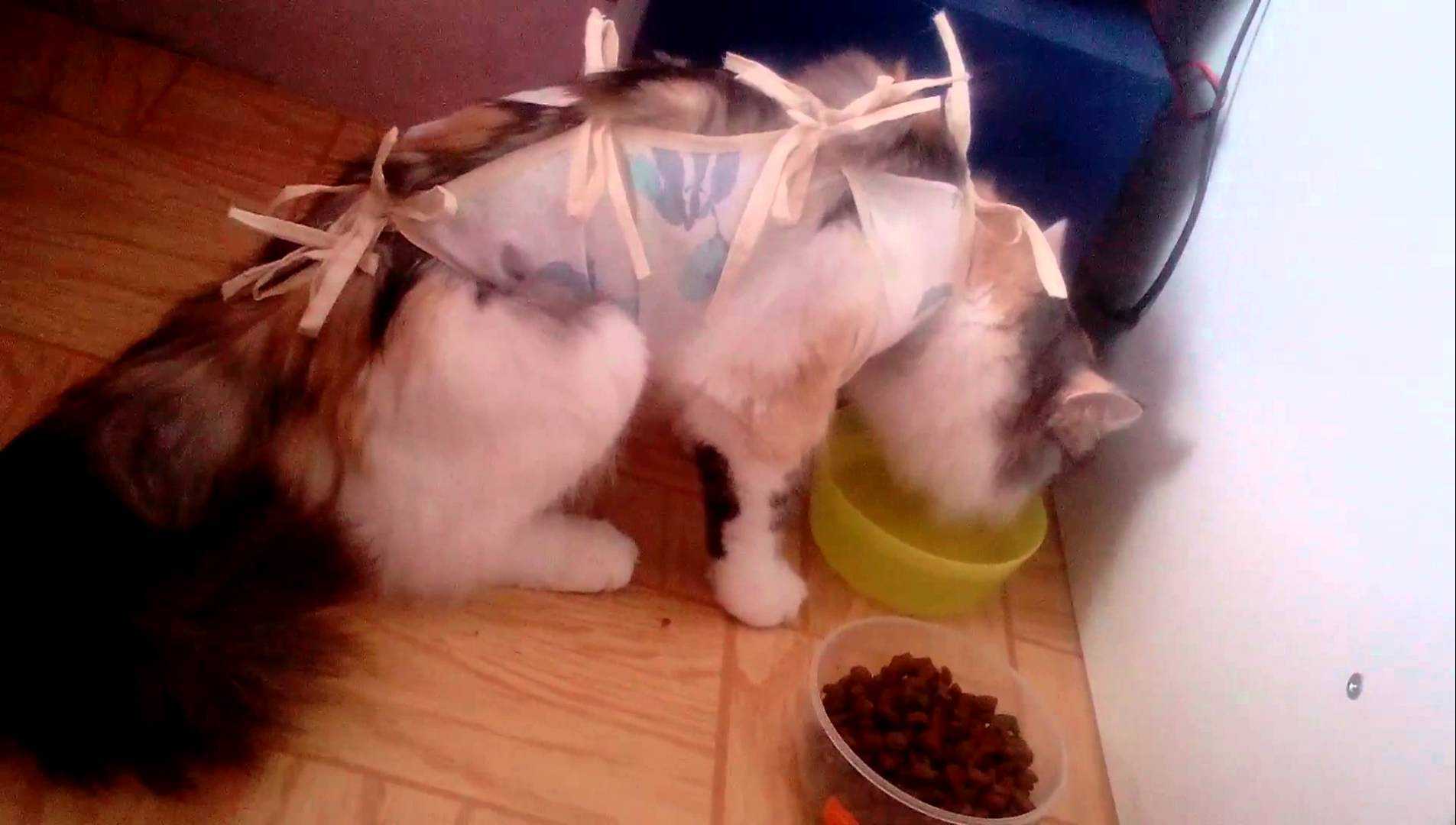 Ожирение у кошки. причины и способы помочь питомцу. - коточек