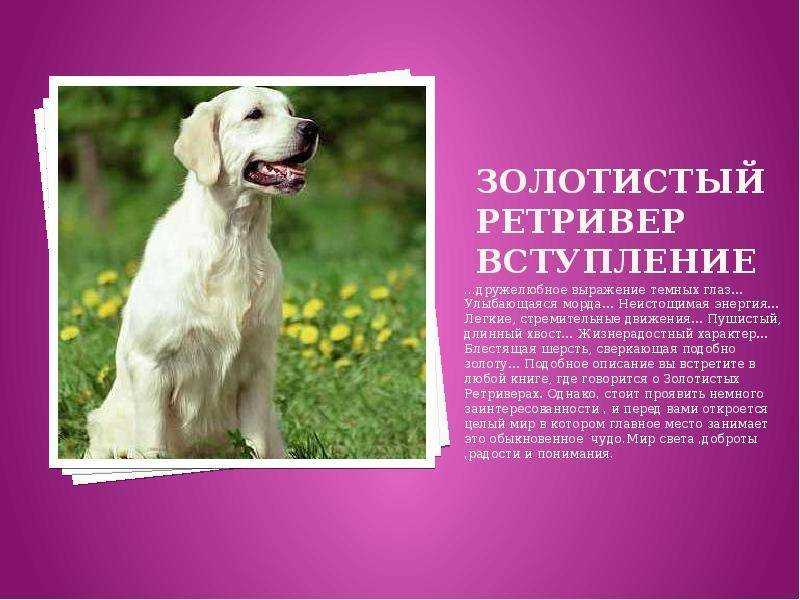 Золотистый ретривер фото, описание породы, характер, отзывы