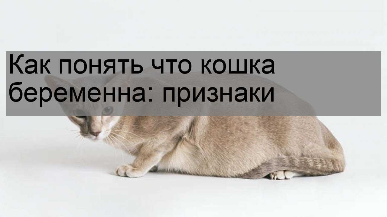 Как узнать что кошка беременна: в домашних условиях, с помощью рентгена, узи, теста