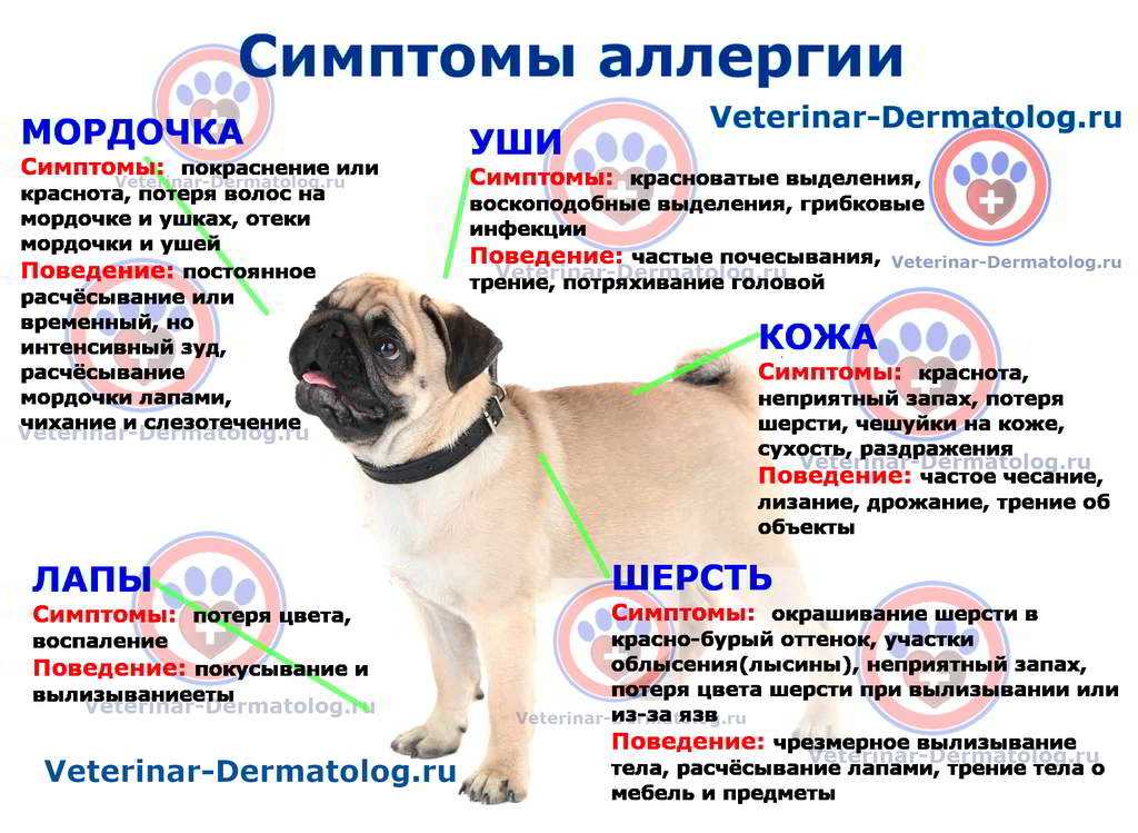 Аллергия у кошек: признаки, виды, симптомы и диагностика заболевания