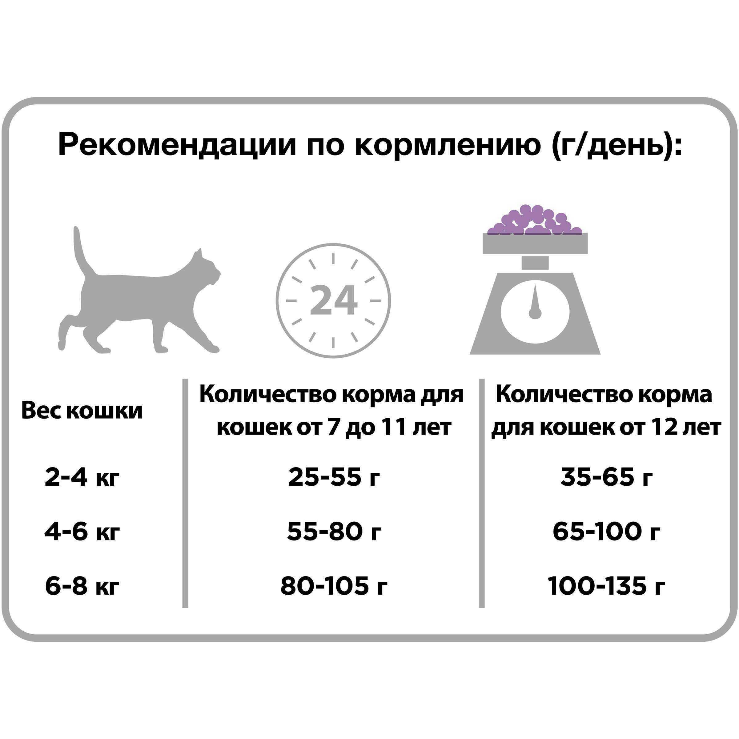 Чем кормить кошку, чтобы она поправилась: правила питания