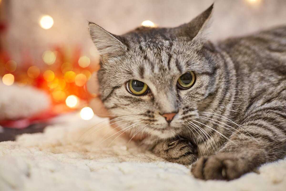 Золотая африканская кошка — редкая красавица