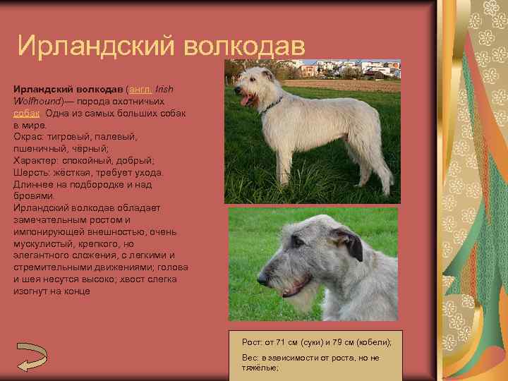 Ирландские волкодавы: плюсы и минусы породы, характер, здоровье, уход | блог ветклиники "беланта"