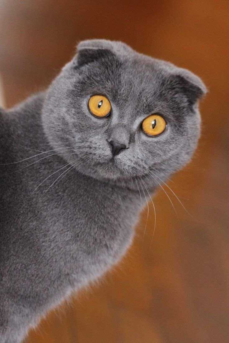 Отличие шотландских кошек от британских - фото, кого выбрать, характер