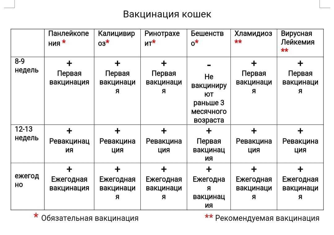 График прививок для кошек