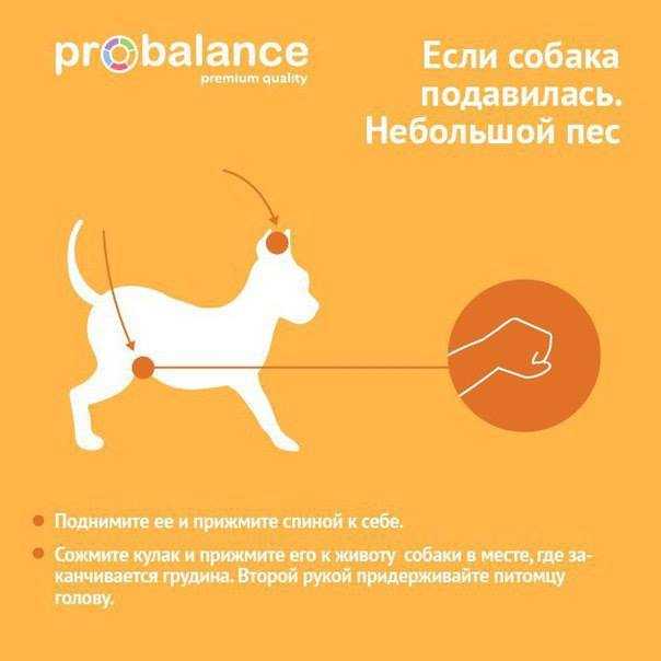 Кашель у собаки: причины, симптомы, лечение
кашель у собаки: причины, симптомы, лечение