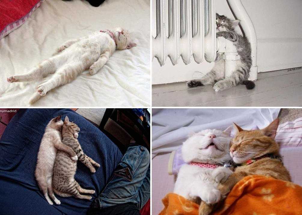 Сколько спят кошки
