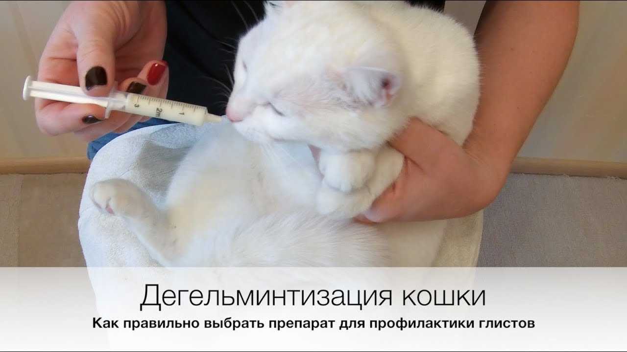 Как действуют капли от блох для кошек