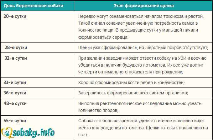 >>как определить беременность собаки, признаки, диагностика беременности собак, тест, узи. календарь беременности собаки по дням (6 видео)