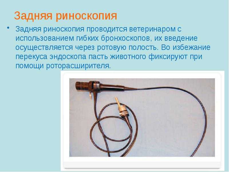 У кошки сухой нос: что это значит и что делать - vk-esperans.ru