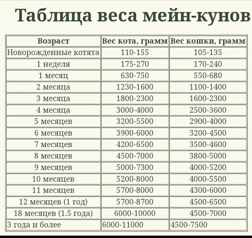Развитие мейн кунов по месяцам, вес и размер в таблице