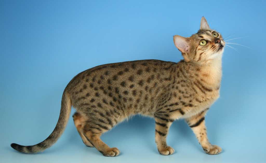 Аравийский мау – аборигенный кот из пустыни, который справится с нашествием мышей в вашем доме