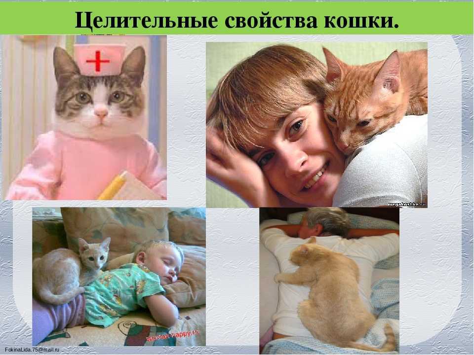 Фелинотерапия: как кошки лечат людей? | sheba®