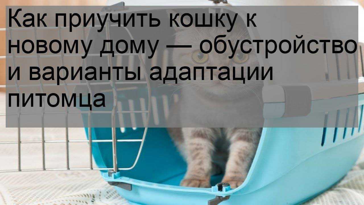 Что делать если потерялась кошка? | ваши питомцы