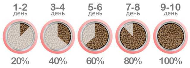 Выбираем натуральное питание для кошки. меню домашнего хищника