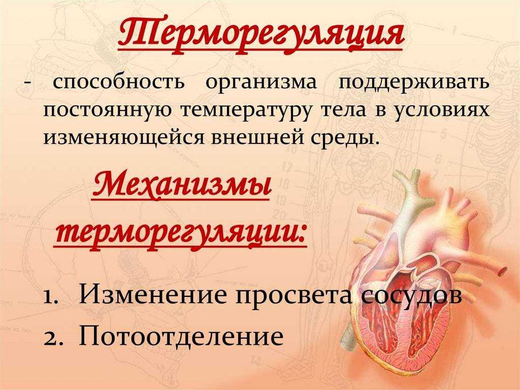 Потеют ли кошки: разбираемся в особенностях физиологии вашего питомца. потеют ли кошки потовые железы у кошек расположены