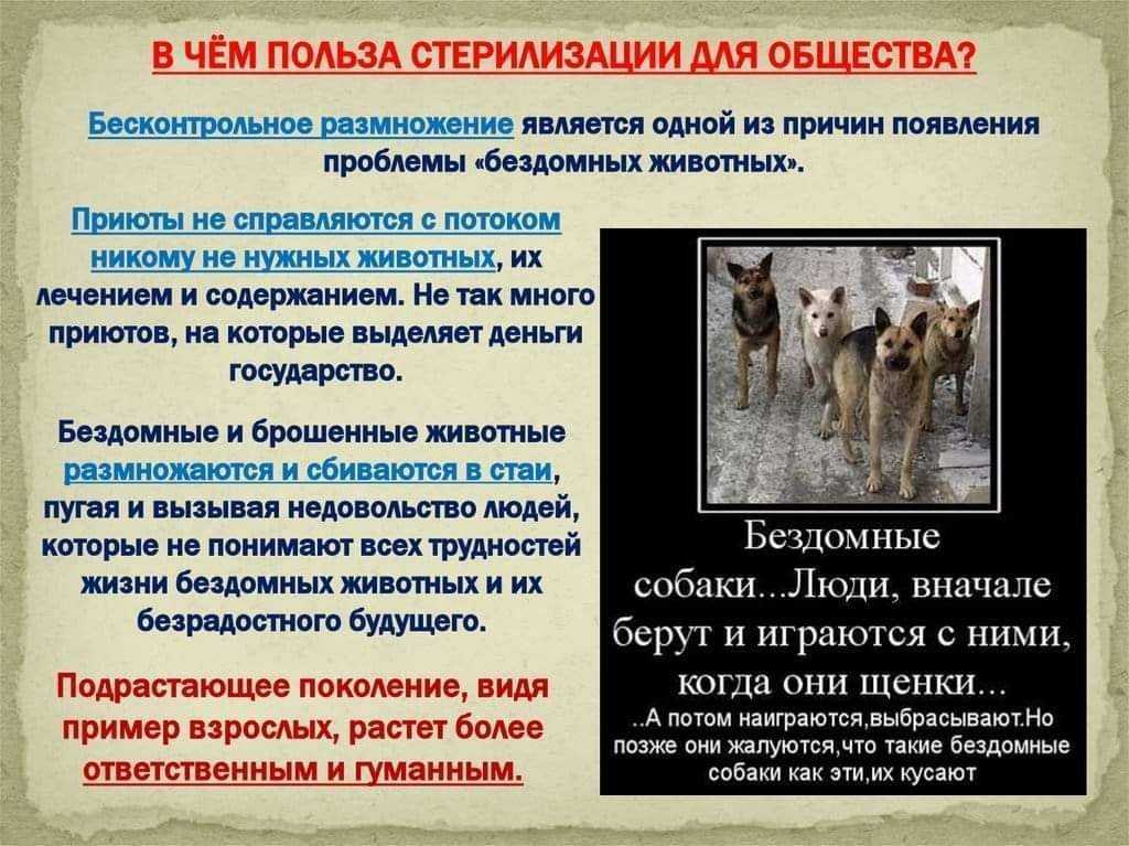 Виды и методы стерилизации кошек