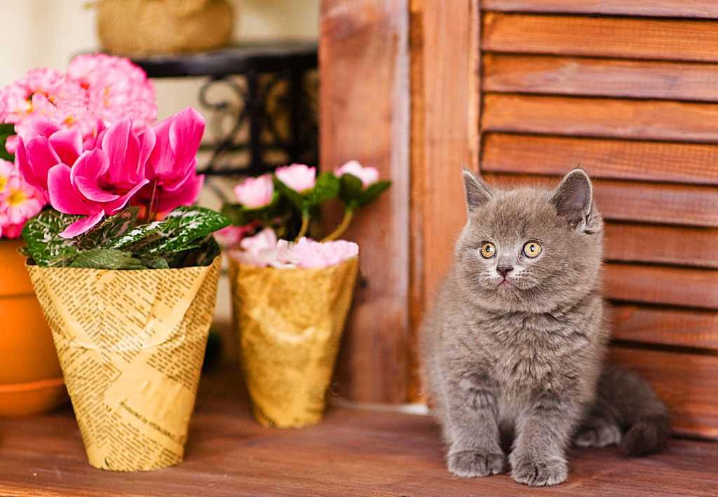 Британские котята: уход, воспитание и кормление
