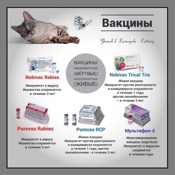Как сделать прививку коту на дому самостоятельно