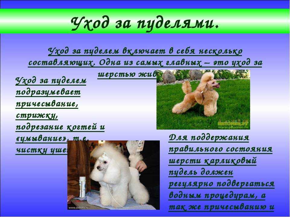 Карликовый (миниатюрный) пудель: характеристика породы, уход и содержание, щенки, стандарты - zoosecrets