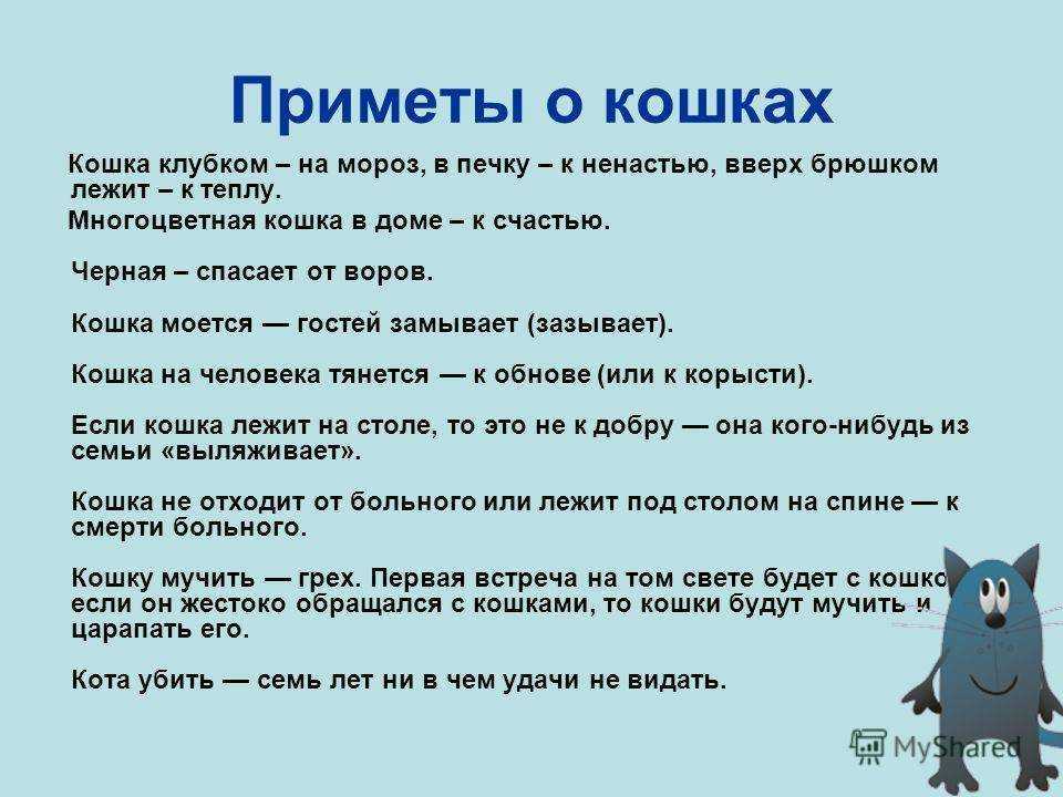 Приметы и поверья про кошек