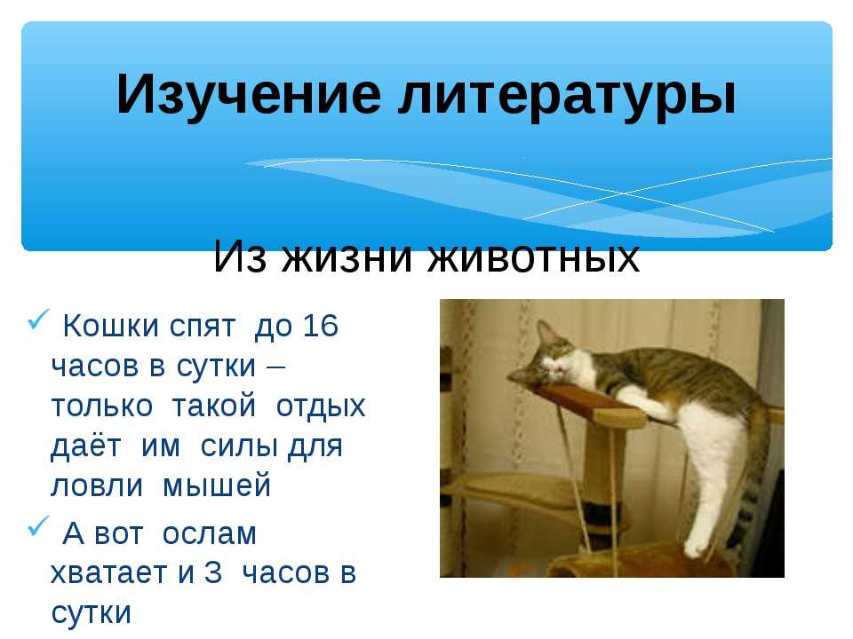 Почему кошки спят так много: что влияет на продолжительность сна и видят ли кошки сны о мышках.