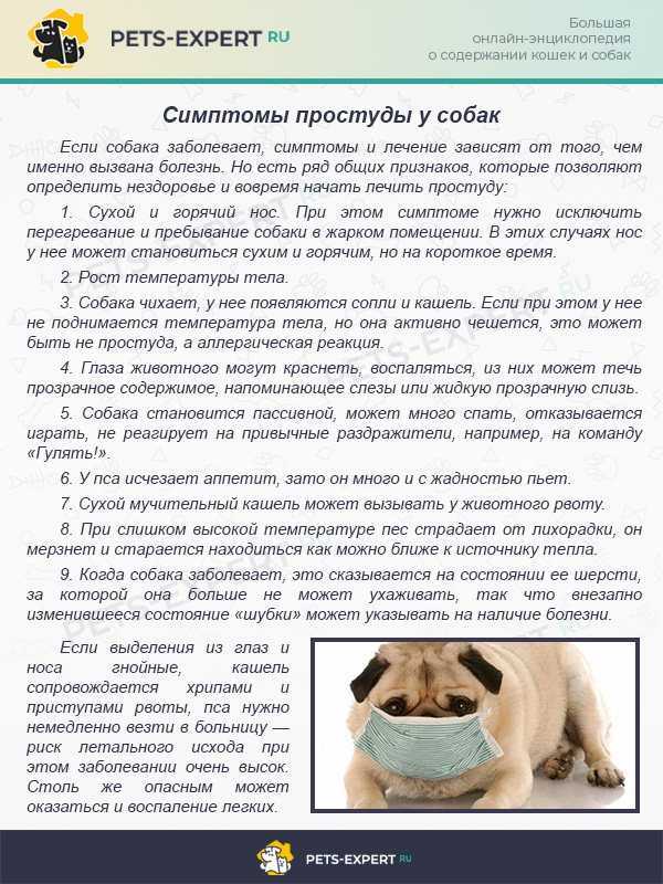 Бордетеллез у собак: симптомы и лечение, причины возникновения, меры профилактики, опасность для человека