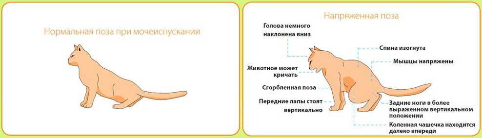 Почему коты орут после туалета